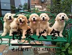 山东老兵犬舍是骗子吗